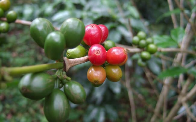 The Coffee Chronicler's Guide to Colombian Coffee